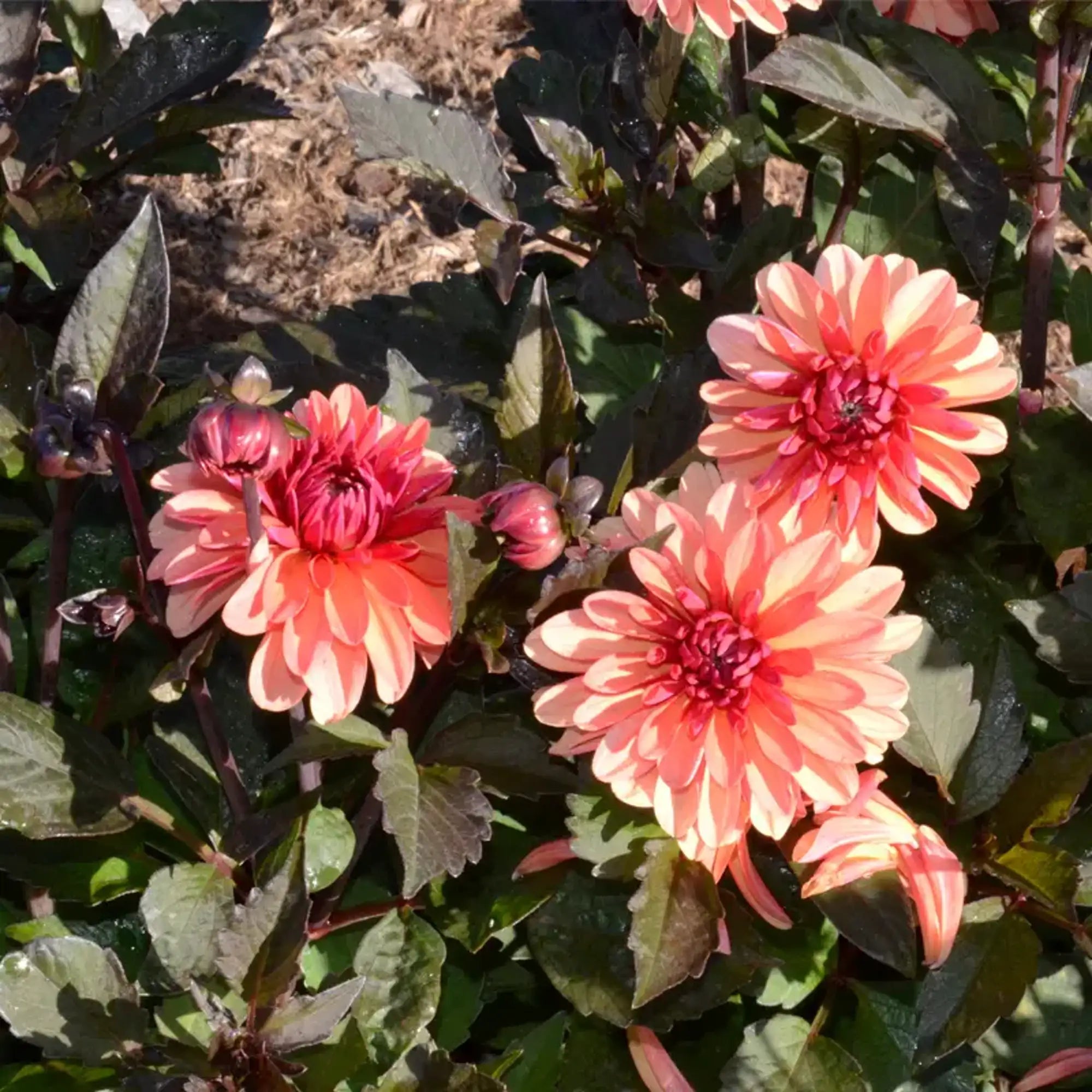 Dahlia 'Clemenvilla'
